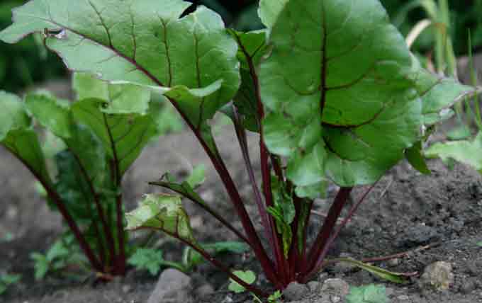 Beta vulgaris var conditiva
